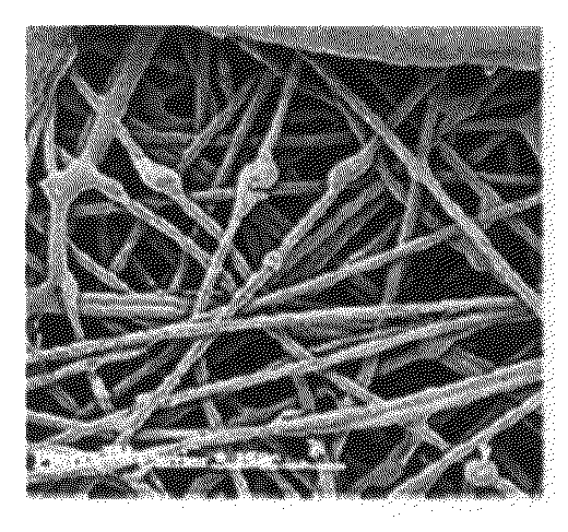 Method and Apparatus for Maintenance and Expansion of Hematopoietic Stem Cells From Mononuclear Cells