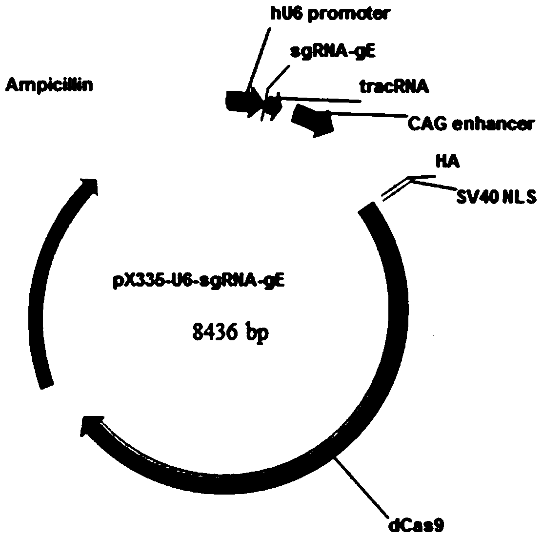 Crispr/cas9 and cre/lox system editing pseudorabies virus genome preparation method and application