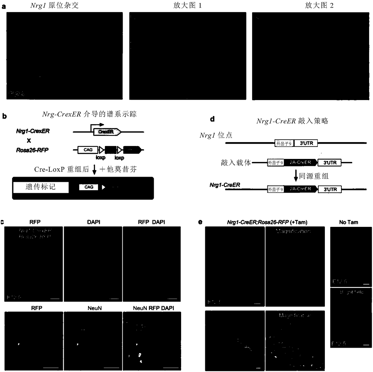 Inducible inheritance recombinase system CrexER