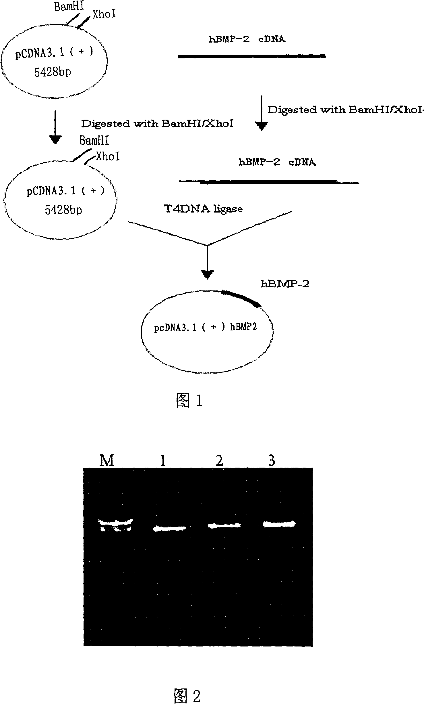 CHO cell strain for highly effective expressing rhBMP2 and establishing method thereof