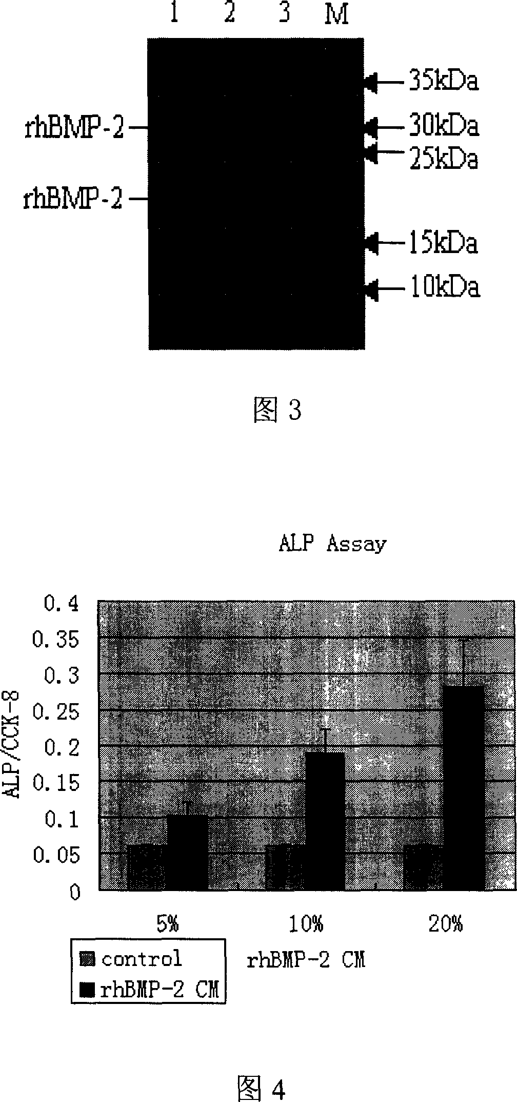 CHO cell strain for highly effective expressing rhBMP2 and establishing method thereof