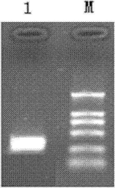 Anti-prothymosin α polyclonal antibody and its preparation method and application