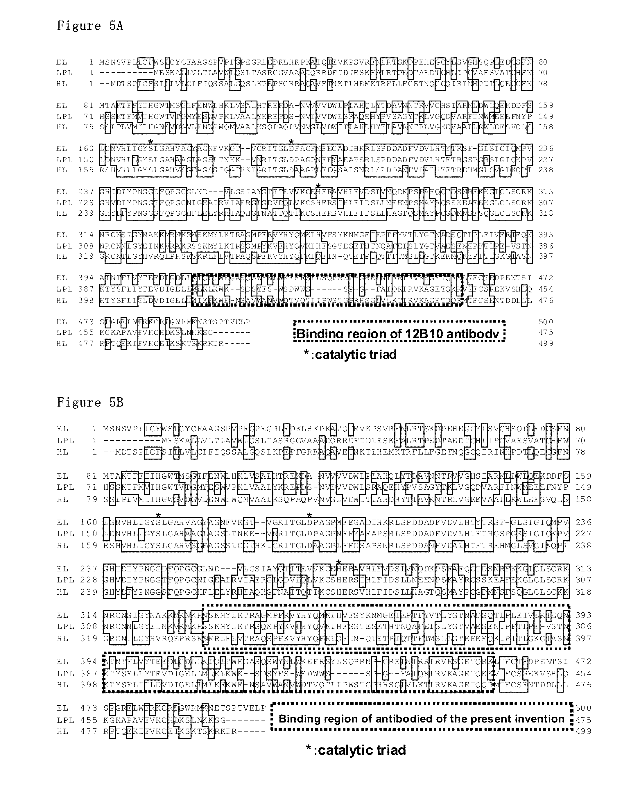 Monoclonal antibody against el which inhibits enzyme activity of el