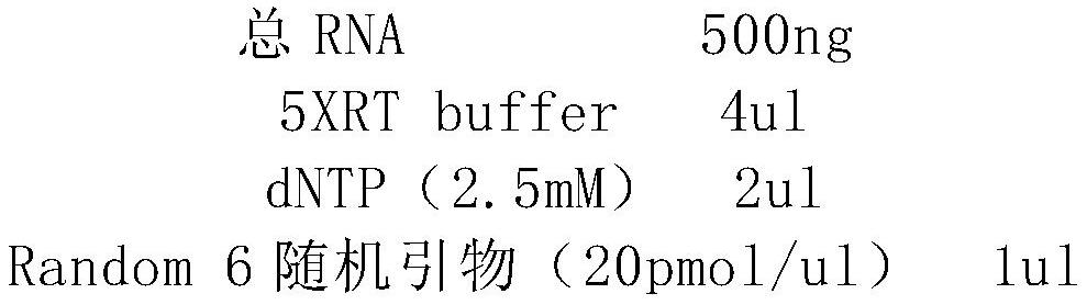 Reverse transcriptase and reverse transcription detection reagent