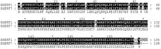 A cotton transcription factor ethylene response factor gene