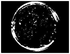 Preparation method of porcine circovirus type 3 (PCV-3) Cap protein virus-like particles and application thereof