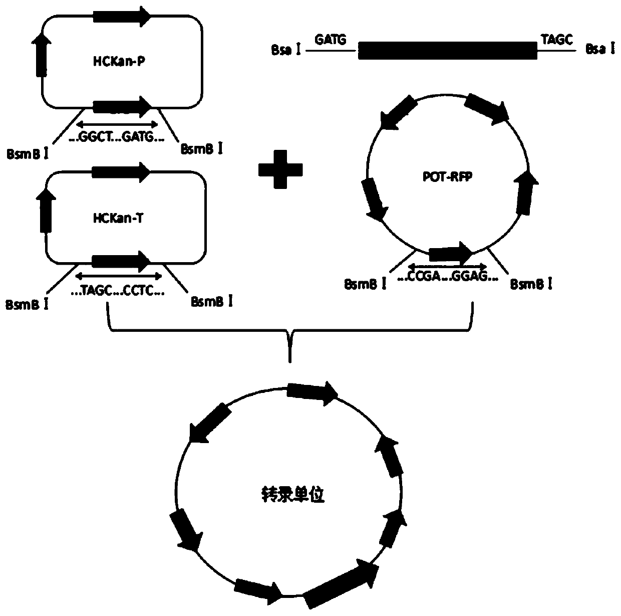 Preparation method of porcine circovirus type 3 (PCV-3) Cap protein virus-like particles and application thereof