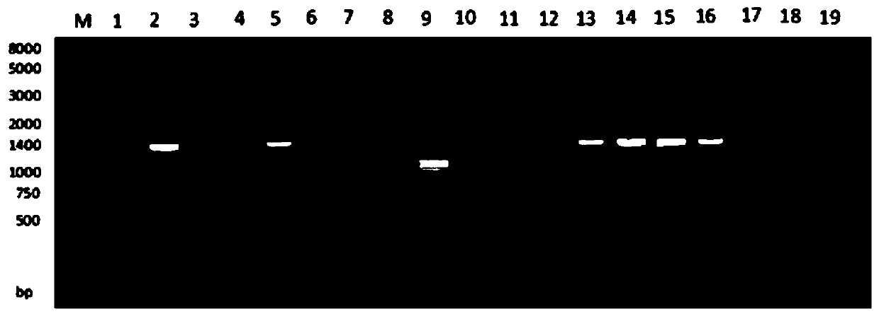 Preparation method of porcine circovirus type 3 (PCV-3) Cap protein virus-like particles and application thereof