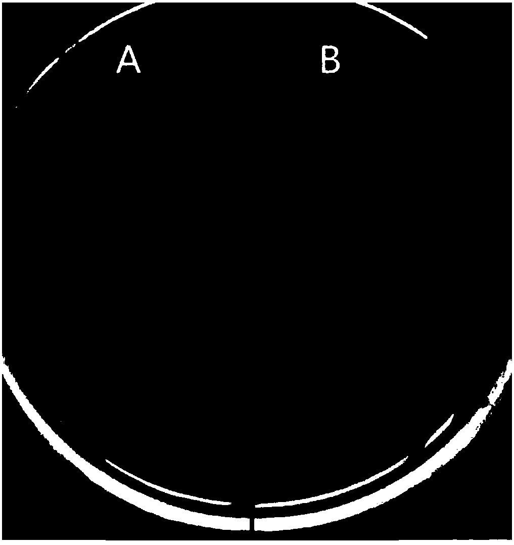 Synthetic peptide and application thereof