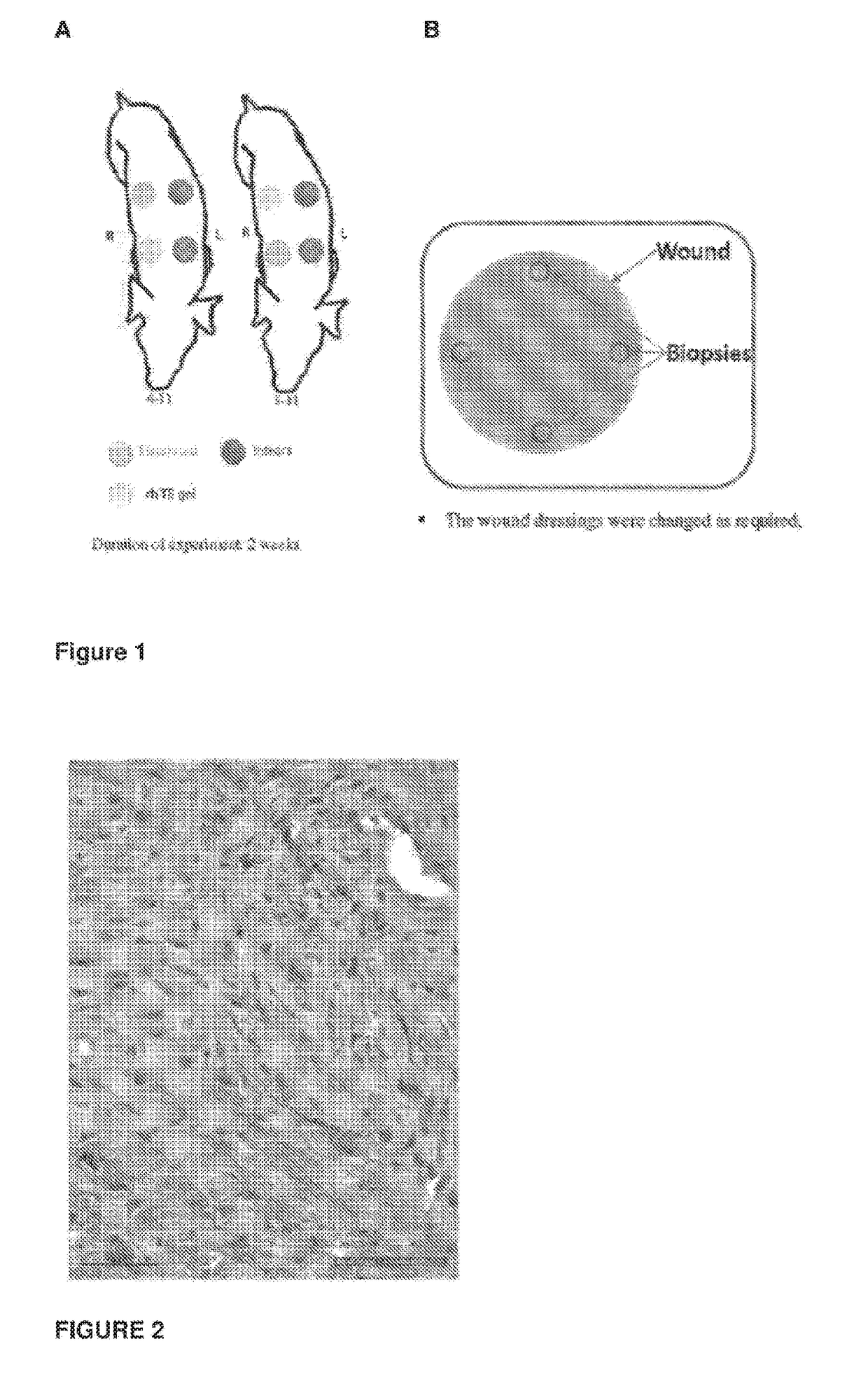 Regeneration of damaged tissue