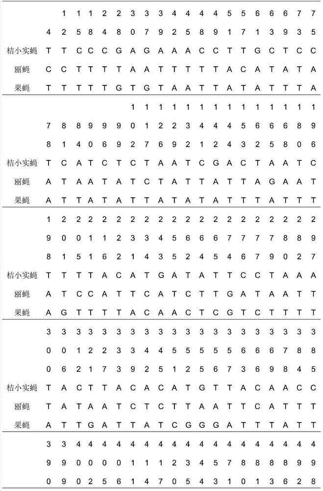 Molecular biological method for identifying diptera insects