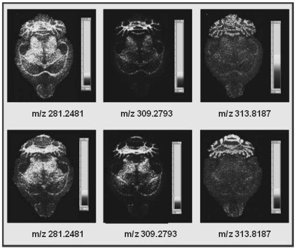 Mass Spectrometry Probe for Glutamate Receptor and Detection Method of Spatial Distribution in Brain Tissue