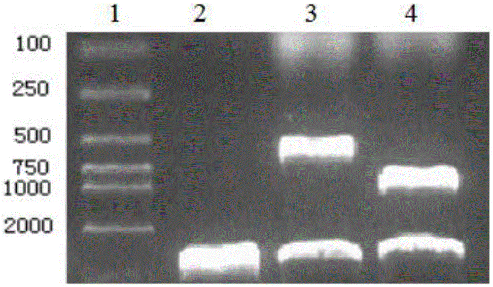 Construction of double-gene co-expression plasmid pEgr-IL18-B7.2 and application of double-gene co-expression plasmid pEgr-IL18-B7.2 to radiation-combined tumor resisting