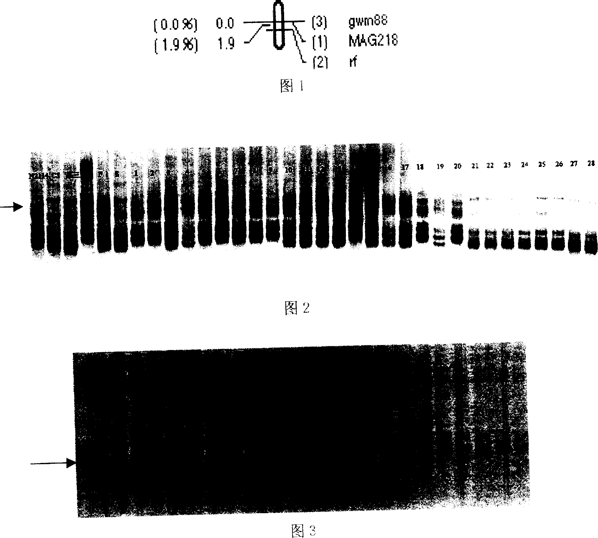 Wheat fertile activity recovery gene RF6 molecular mark