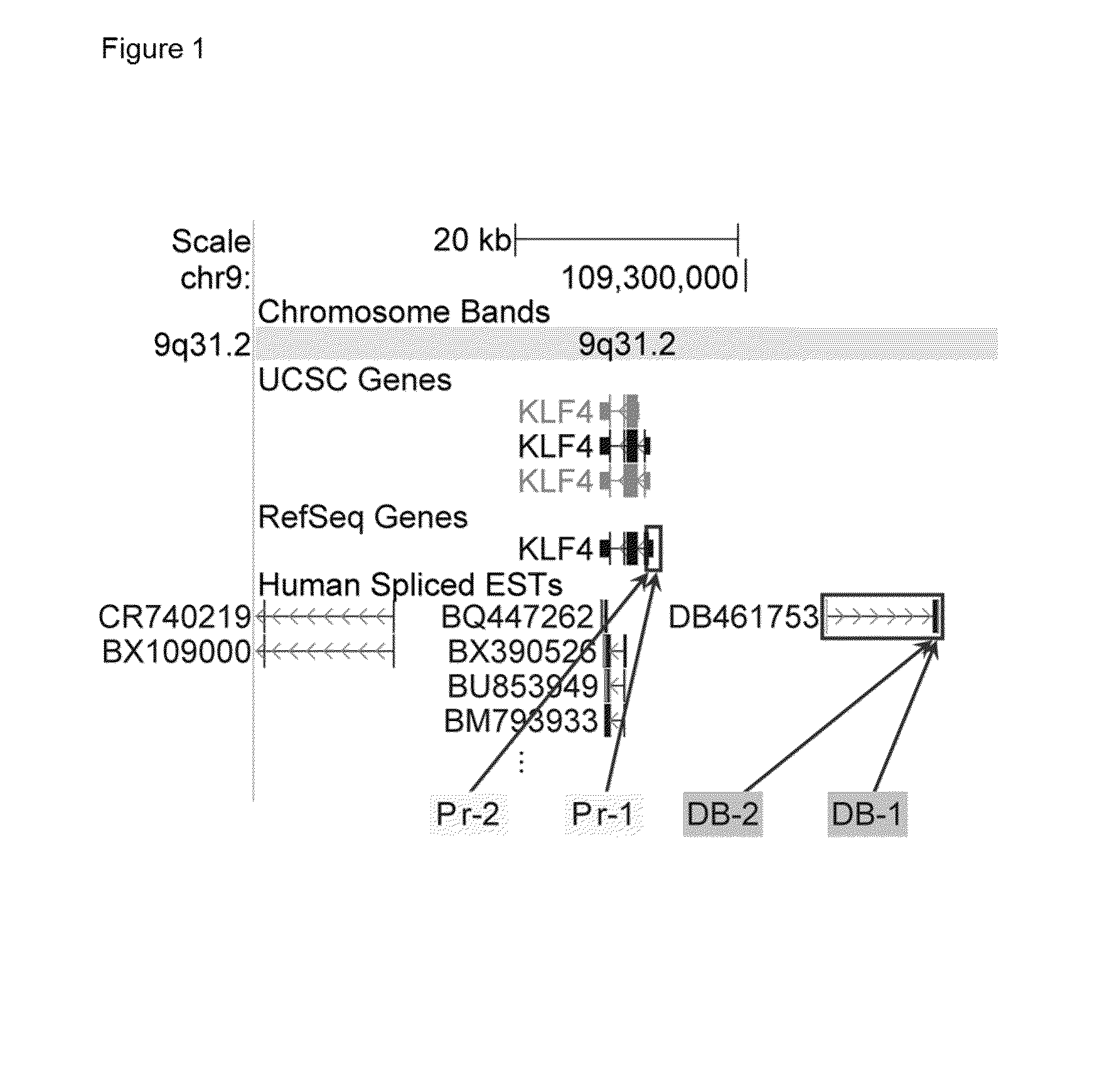 RNA molecules and uses thereof