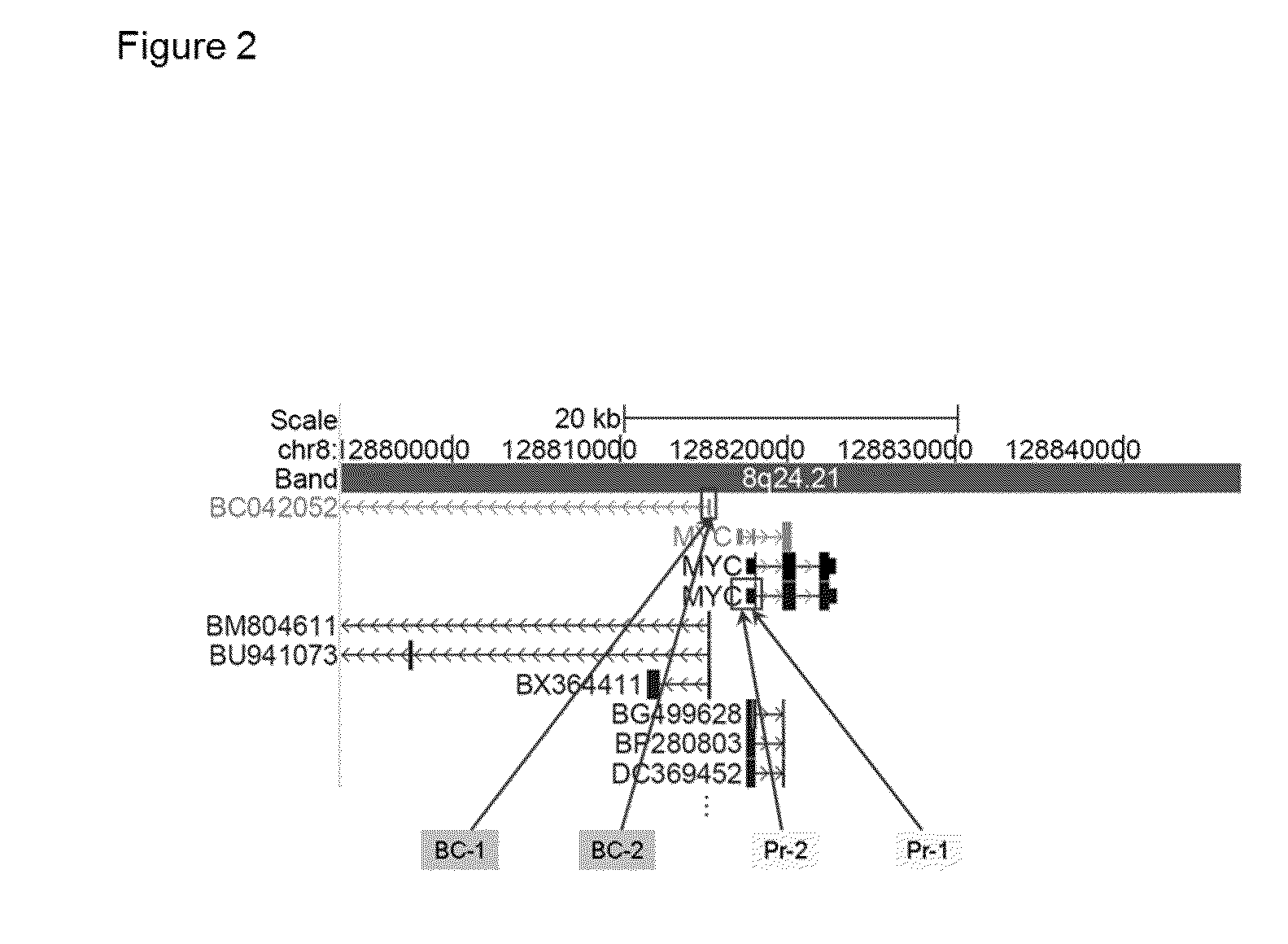 RNA molecules and uses thereof