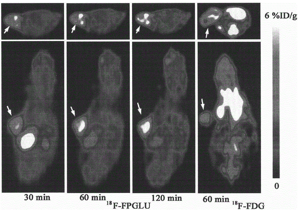 Imino acid PET imaging agent, and preparation method and application thereof