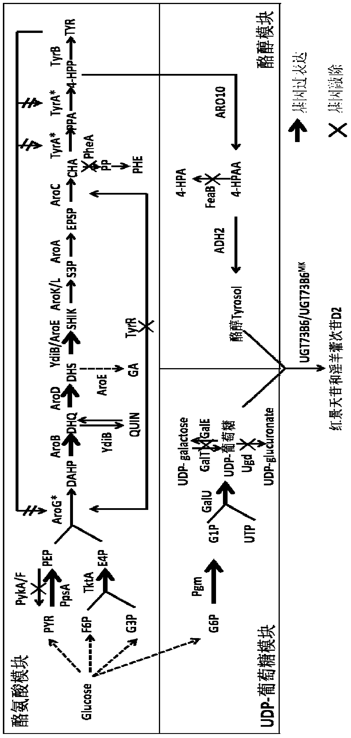 A kind of recombinant Escherichia coli producing salidroside and its construction method and application