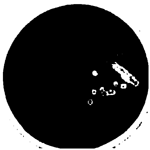 Photobacterium damselae hemolysin Hlych protein having immunoprotection effect