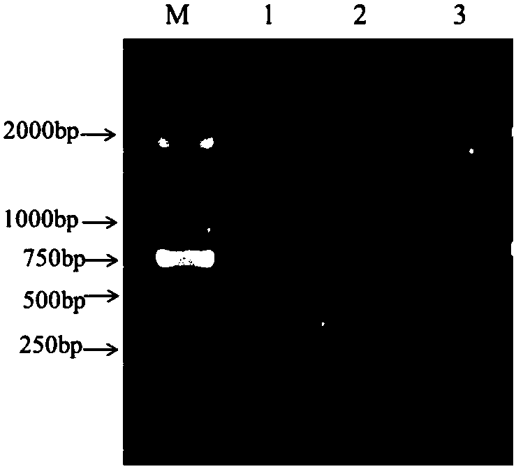 Photobacterium damselae hemolysin Hlych protein having immunoprotection effect