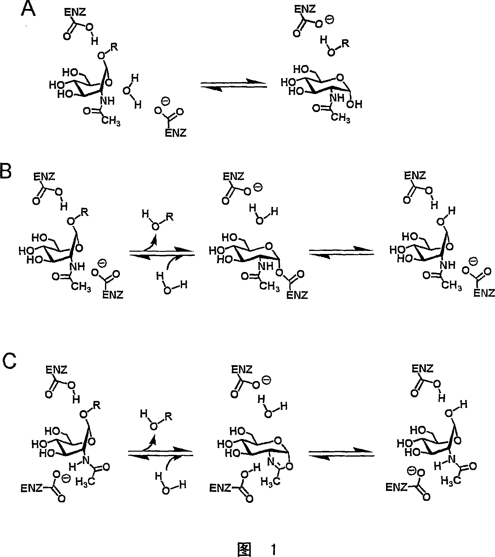 Selective glycosidase inhibitors, methods of making inhibitors, and uses thereof