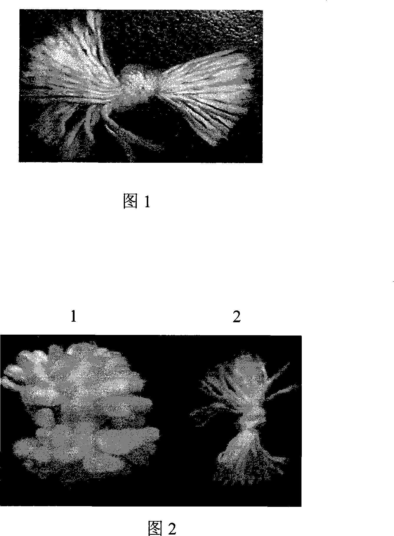 Application of knotting thread for filamentous fungi breeding and breeding method for filamentous fungi