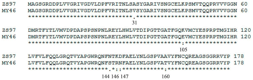 Function-specific molecular markers of rice high-yield allele gy6