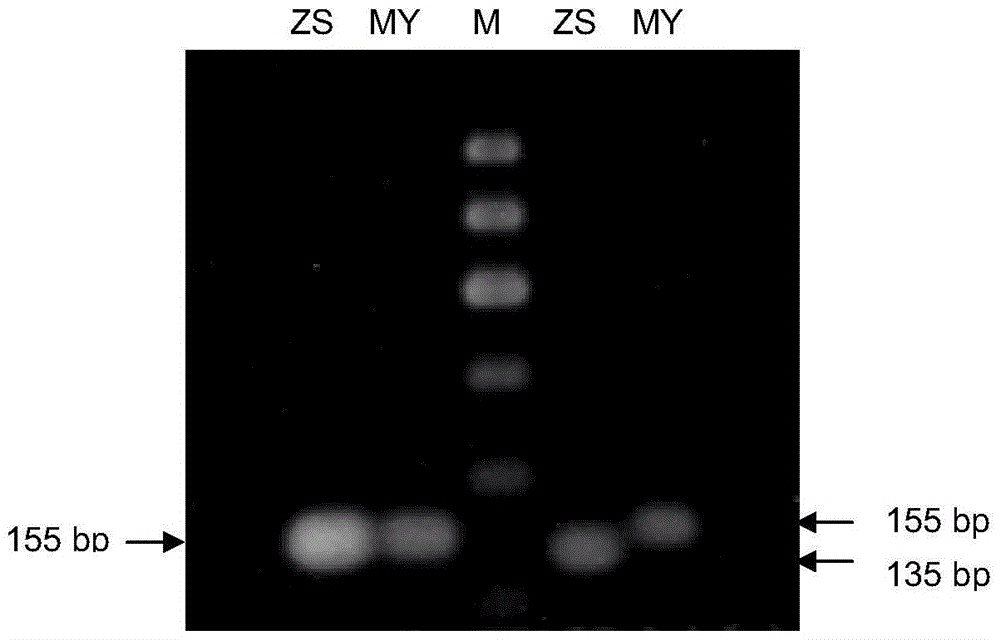 Function-specific molecular markers of rice high-yield allele gy6