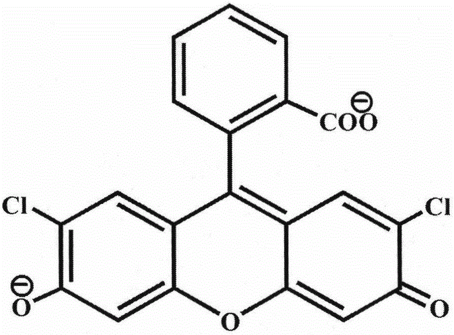 2',7'-dichlorofluorescein and application of derivative thereof in protein detection