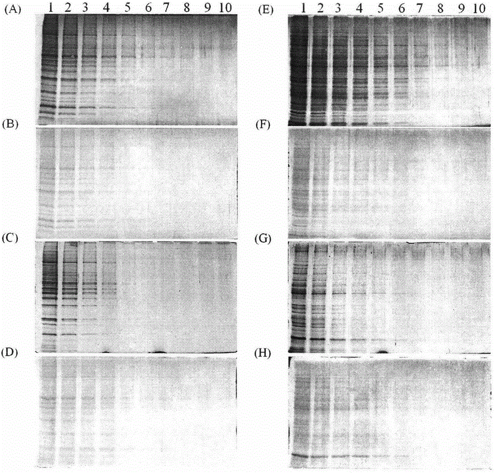 2',7'-dichlorofluorescein and application of derivative thereof in protein detection