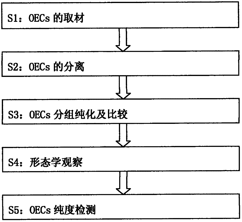 Grouping purification method of olfactory ensheathing cells of neonatal rat