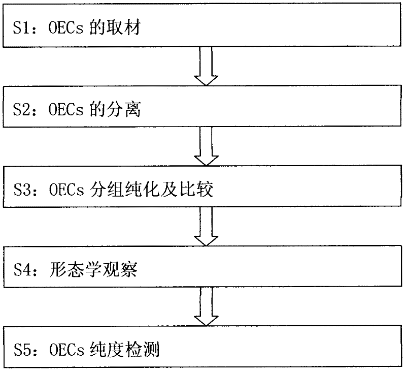 Grouping purification method of olfactory ensheathing cells of neonatal rat