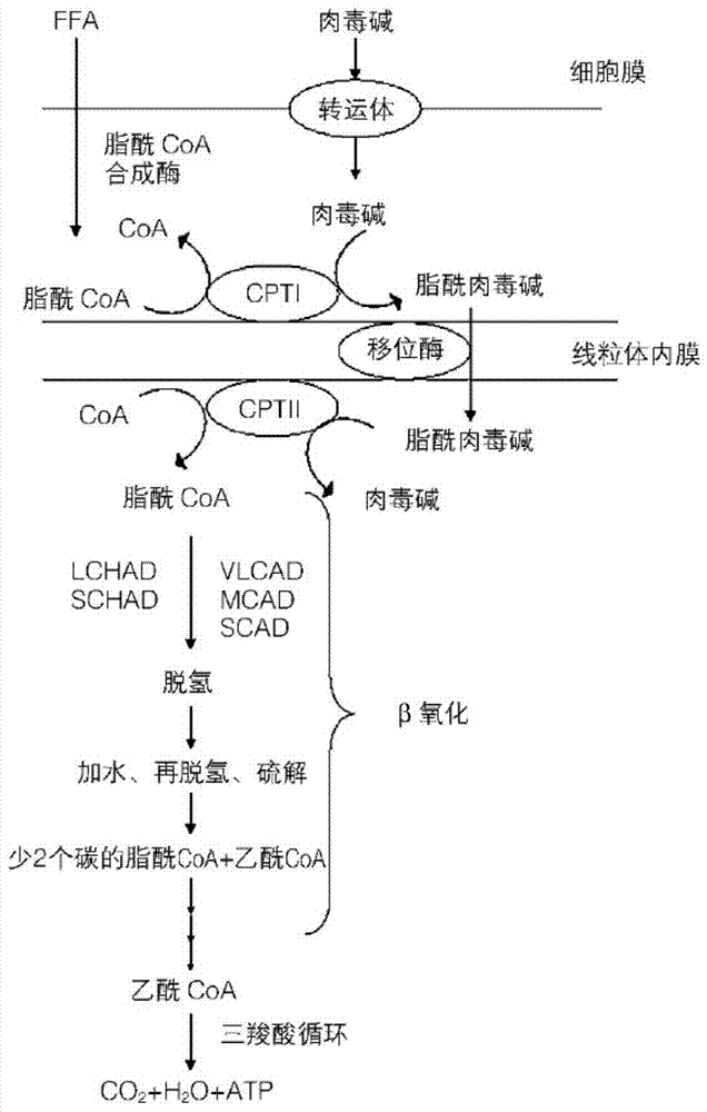 A kind of fat emulsion injection containing levocarnitine