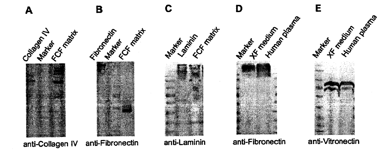 Novel animal source-free and feed layer-free human pluripotent stem cell culture system