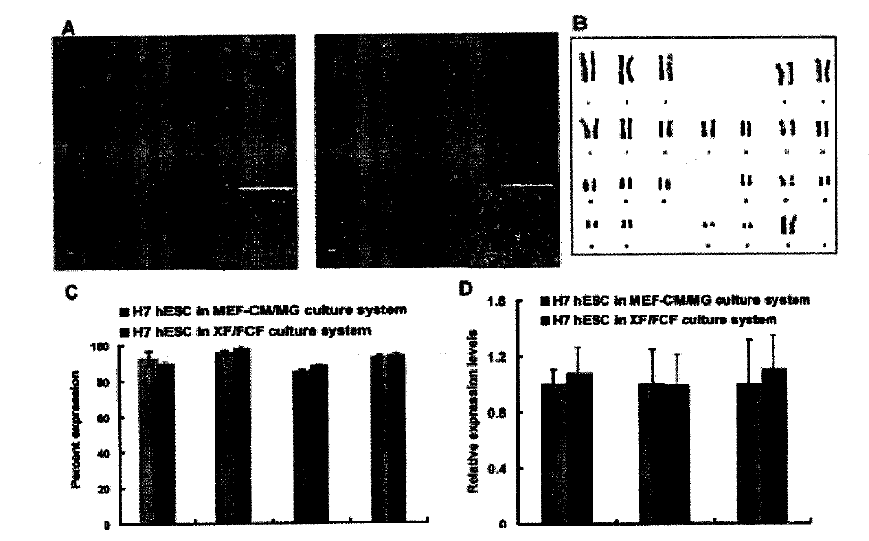 Novel animal source-free and feed layer-free human pluripotent stem cell culture system