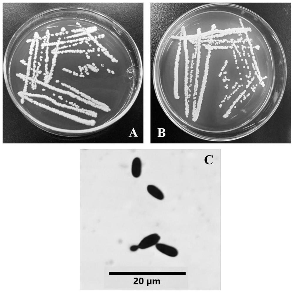 Natural blueberry yeast Bob1 as well as screening method and application thereof