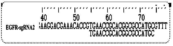 Preparation method of PAMAM and CRISPR/Cas9 system recombinant plasmid delivering nanoparticles