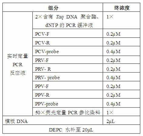 Primers, probes and detection kits for detection of porcine circovirus, porcine pseudorabies virus and porcine parvovirus