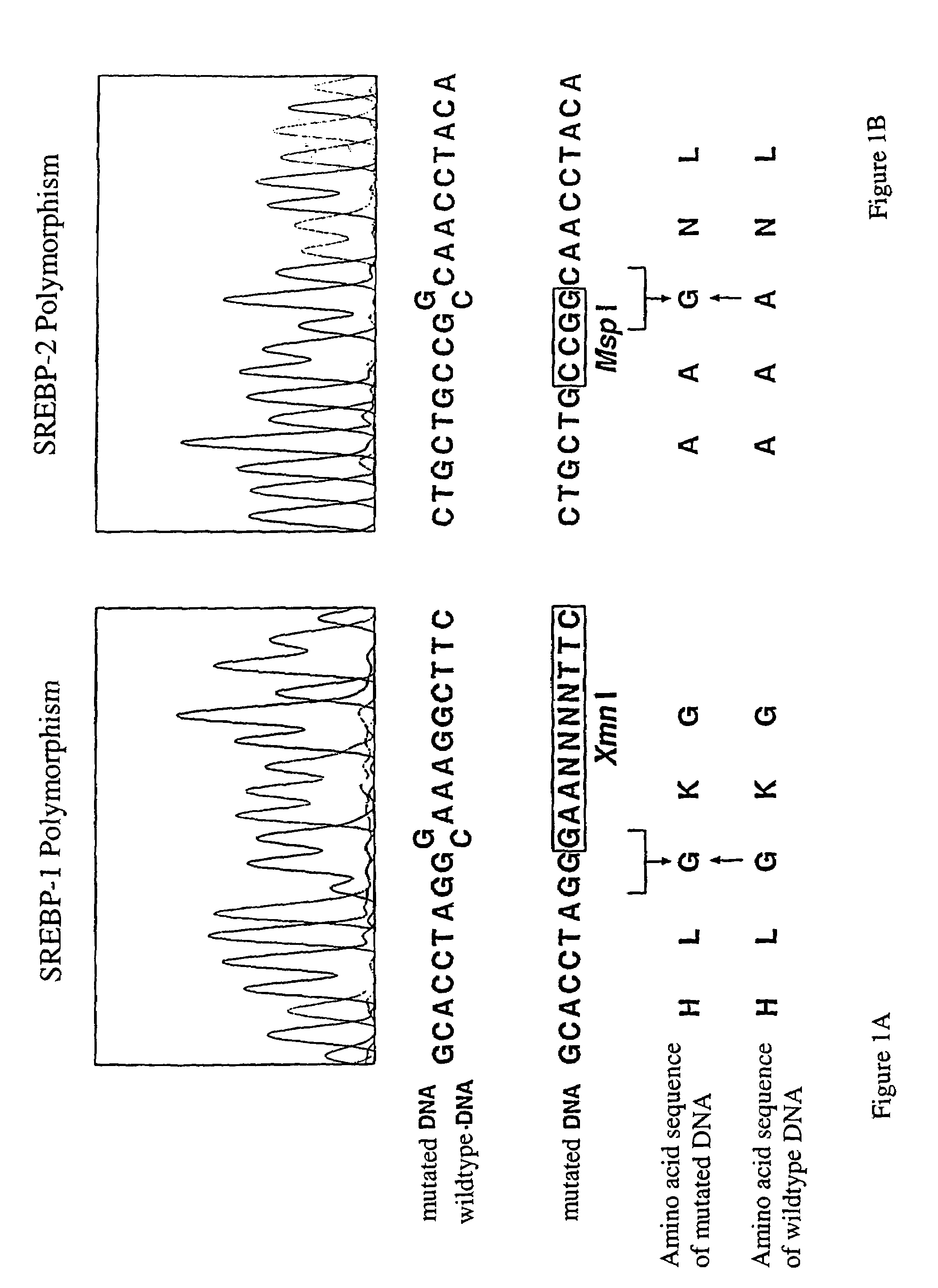 DNA polymorphisms in sterol regulator element binding proteins