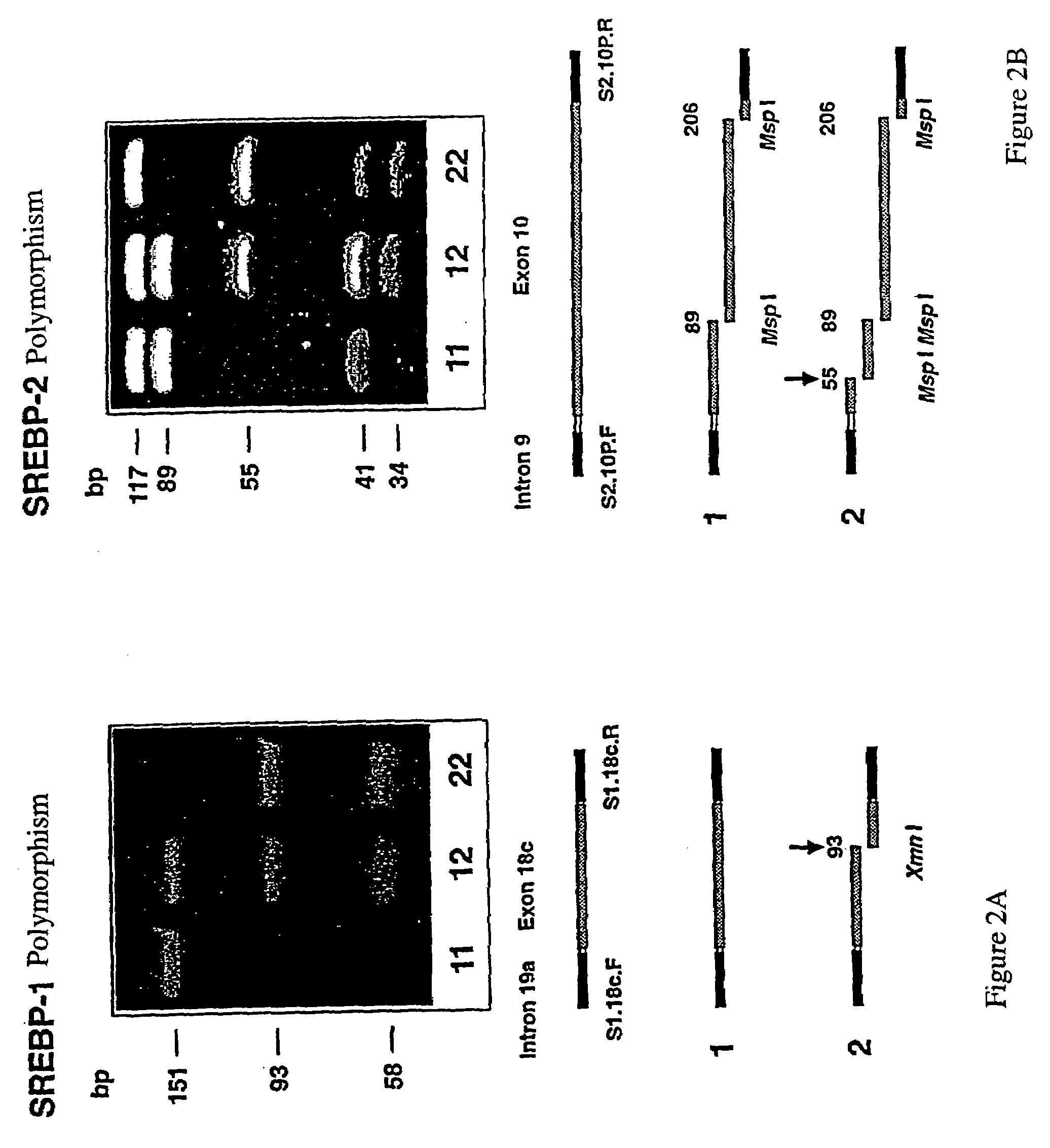 DNA polymorphisms in sterol regulator element binding proteins