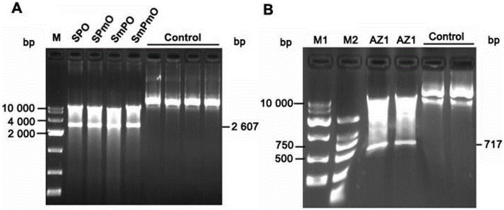 System and method for killing chronic myelogenous leukemia drug-resistant cells