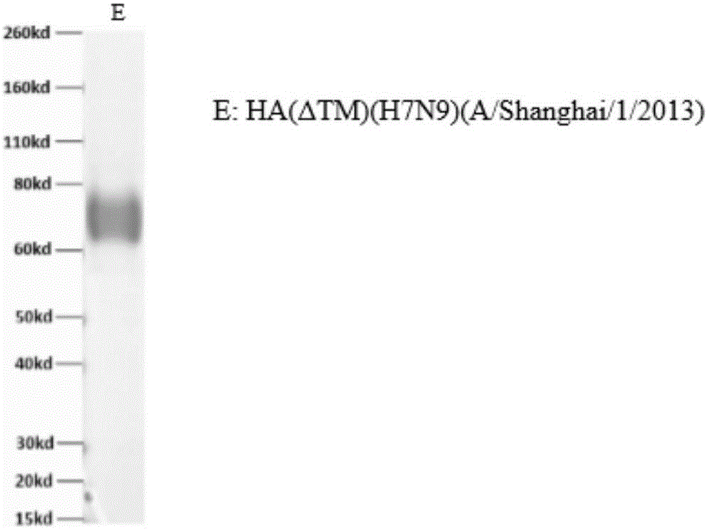 ELISA (Enzyme-linked Immuno Sorbent Assay) kit and detection method for avian influenza H7N9 hemagglutinin HA antigen