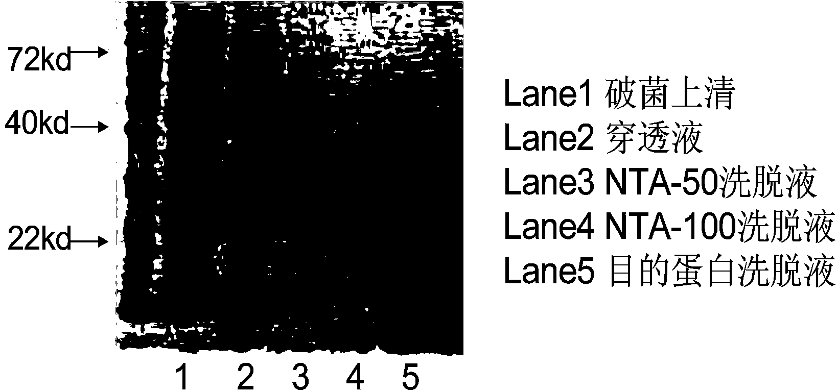 Antigen fragment and truncation based on ebola virus envelope protein as well as application