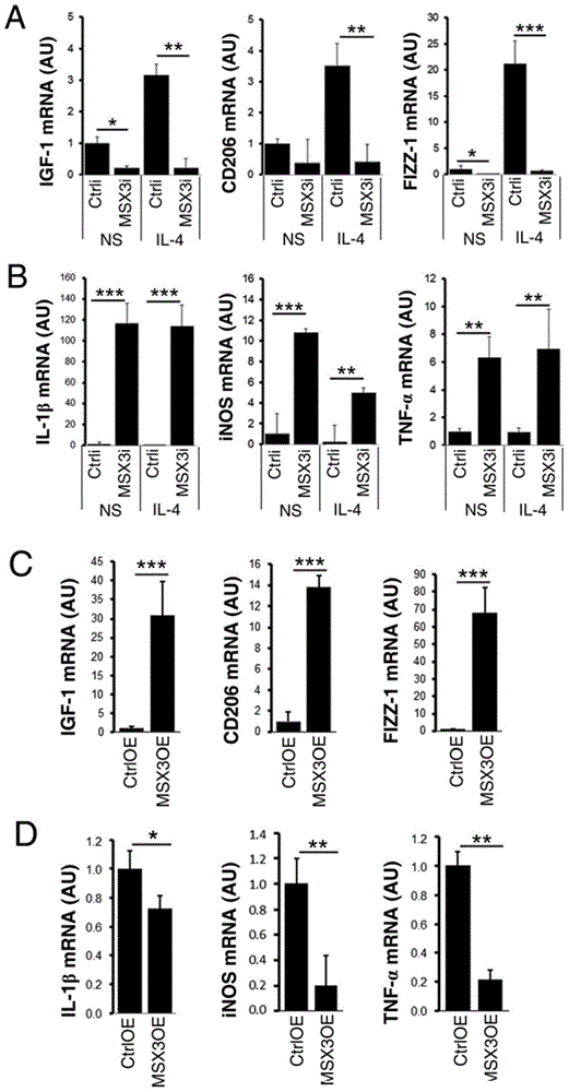 Method of specifically inducing microglial cell selective polarization with MSX3 gene and application of same