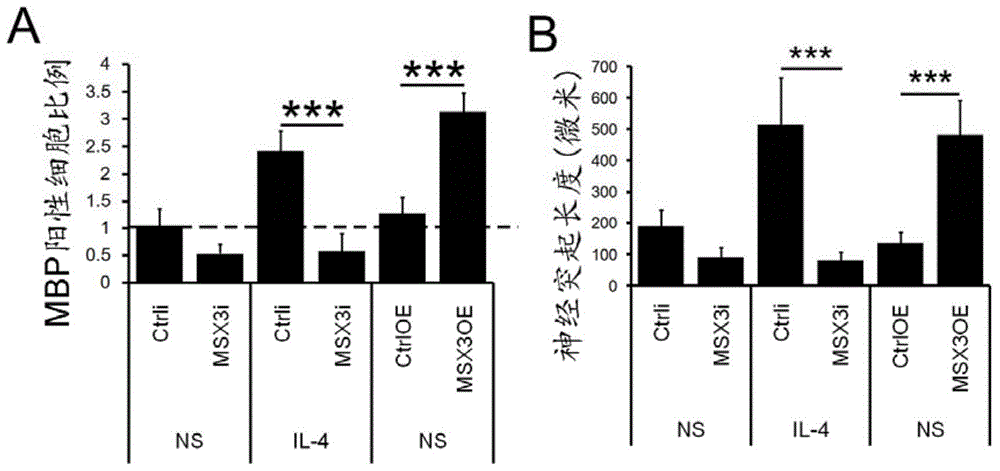 Method of specifically inducing microglial cell selective polarization with MSX3 gene and application of same