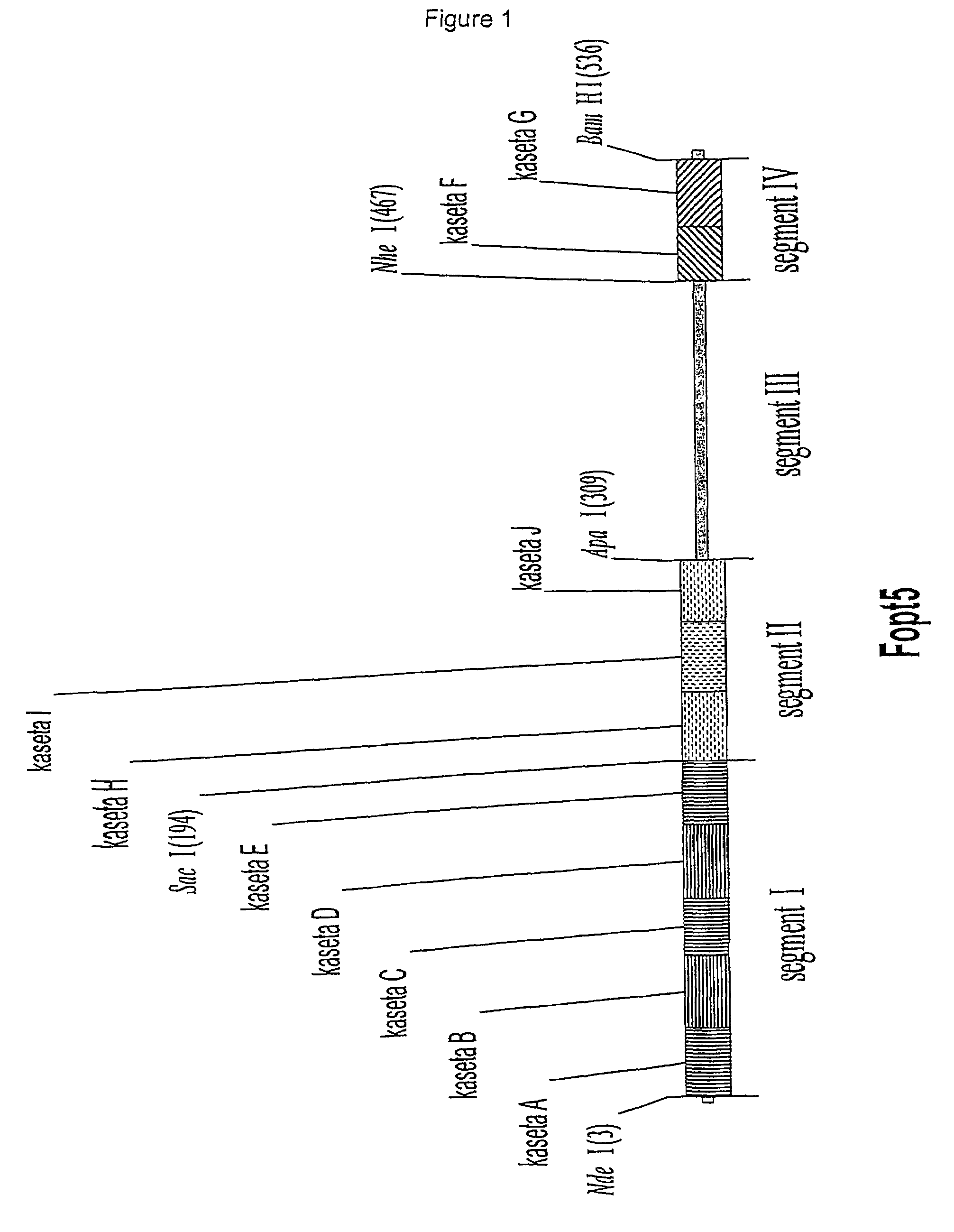 Synthetic gene coding for human granulocyte-colony stimulating factor for the expression in <i>E. coli </i>