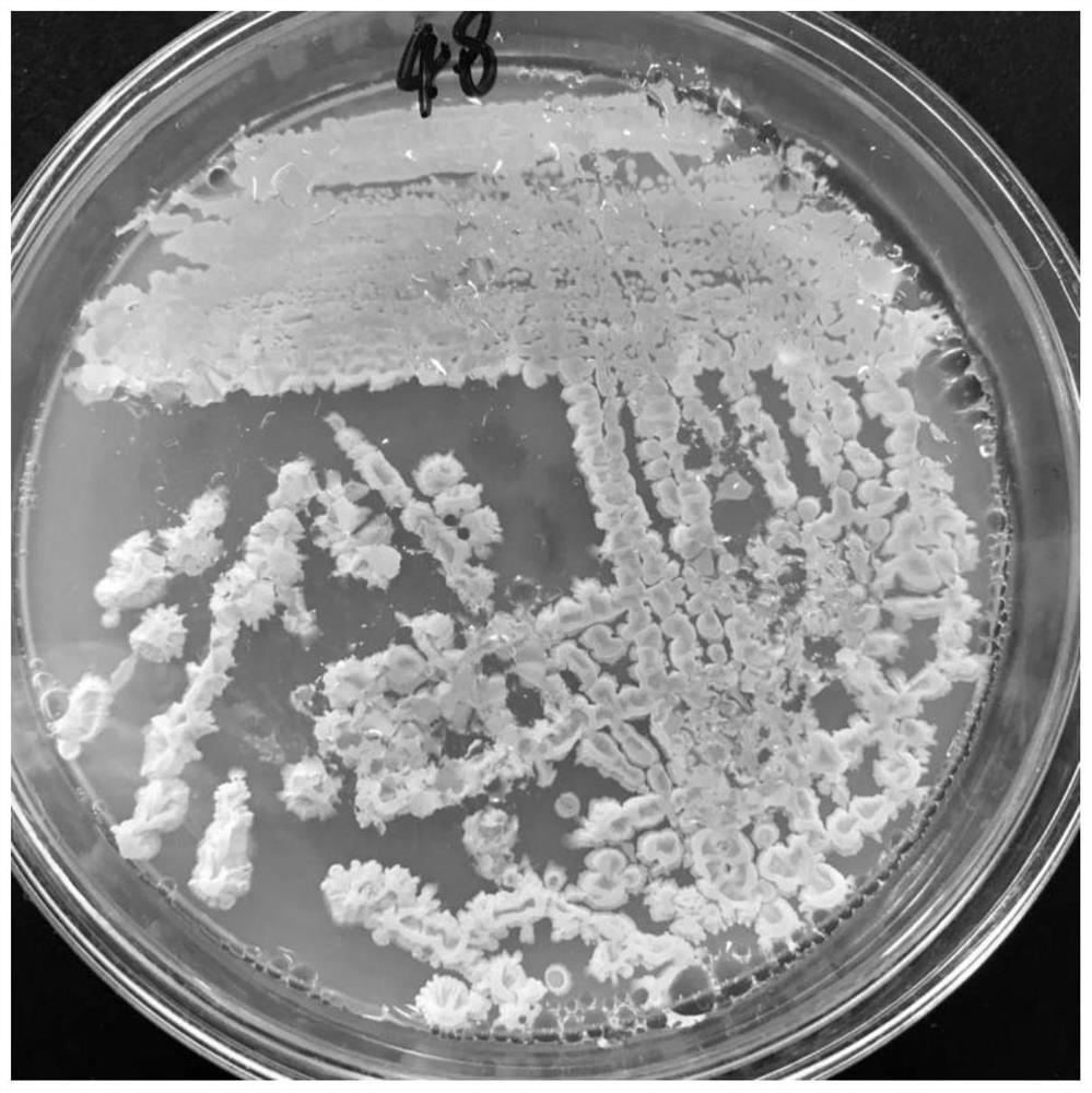 Bacillus amyloliquefaciens and application thereof in soy sauce fermentation