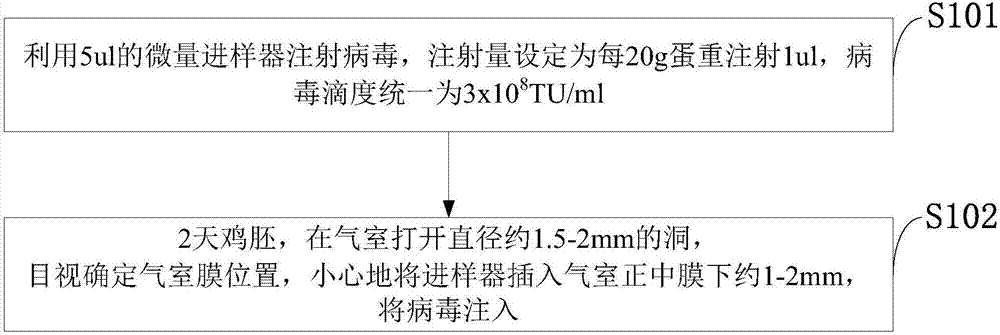 In-vivo gene silencing method taking lentivirus as tool