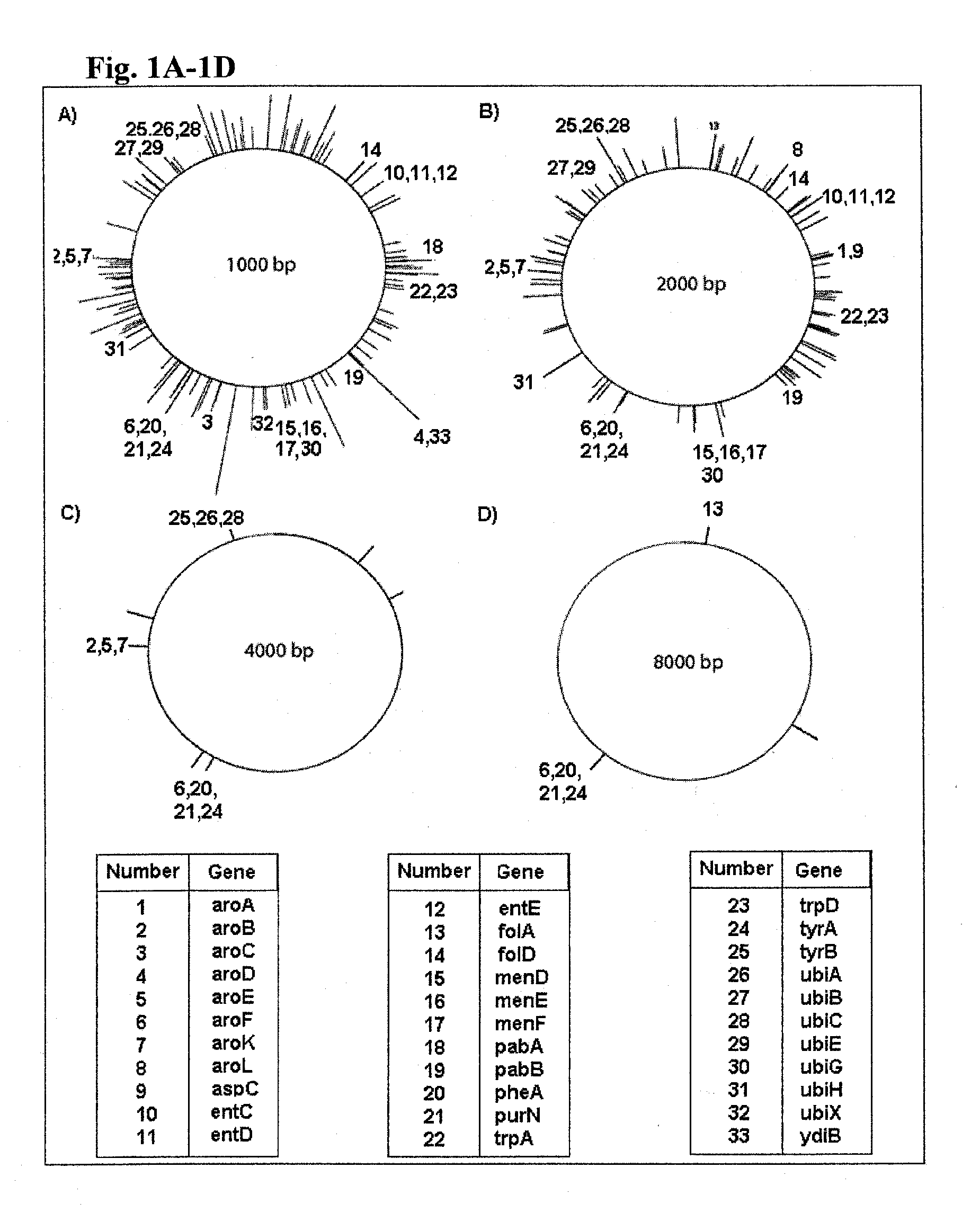 Compositions and methods for enhancing tolerance for the production of organic chemicals produced by microorganisms