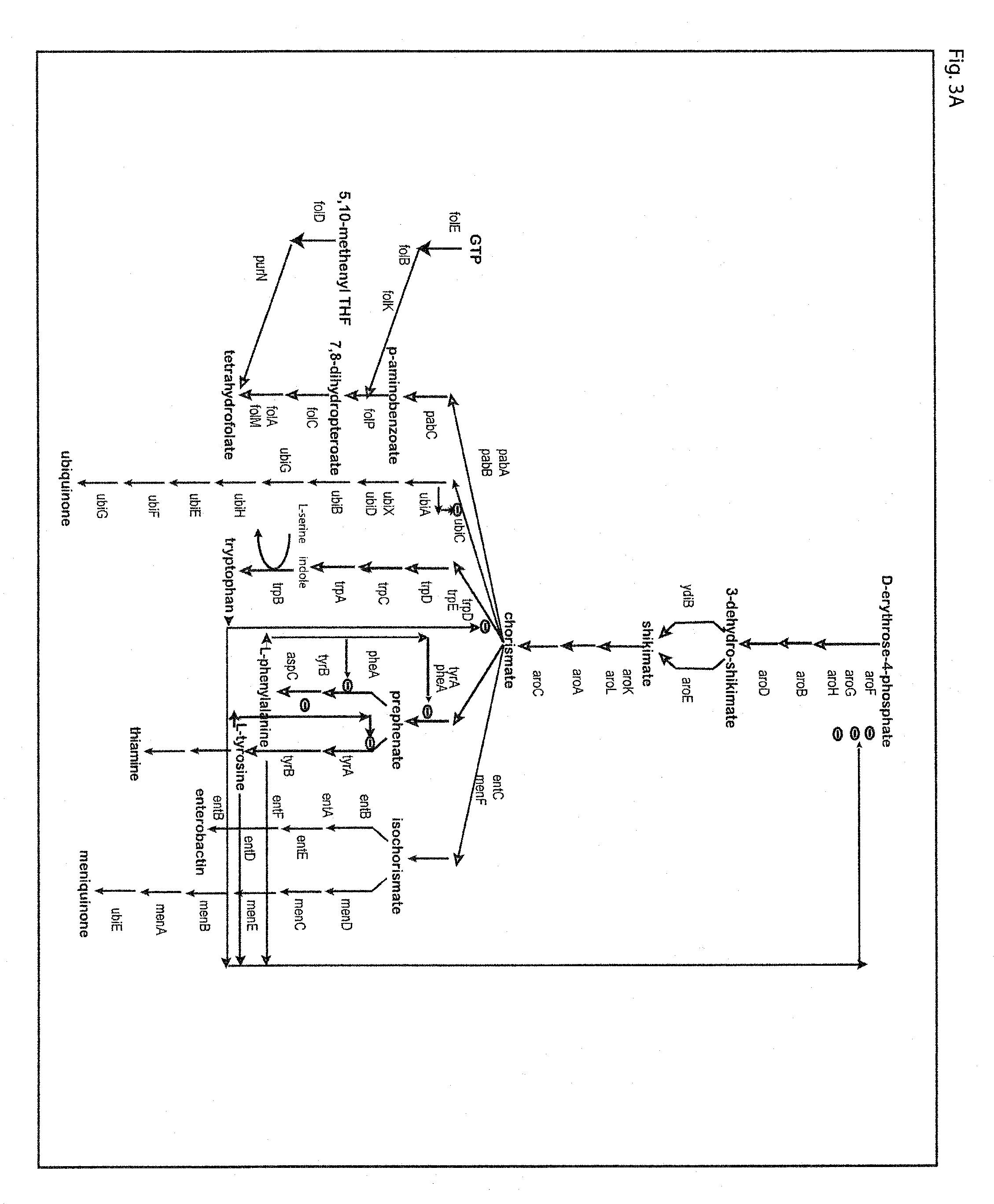 Compositions and methods for enhancing tolerance for the production of organic chemicals produced by microorganisms